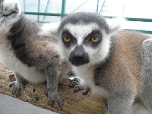 Mr. Lemur is not very happy!